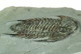 Lower Cambrian Trilobite (Neltneria) - Issafen, Morocco #189920-3